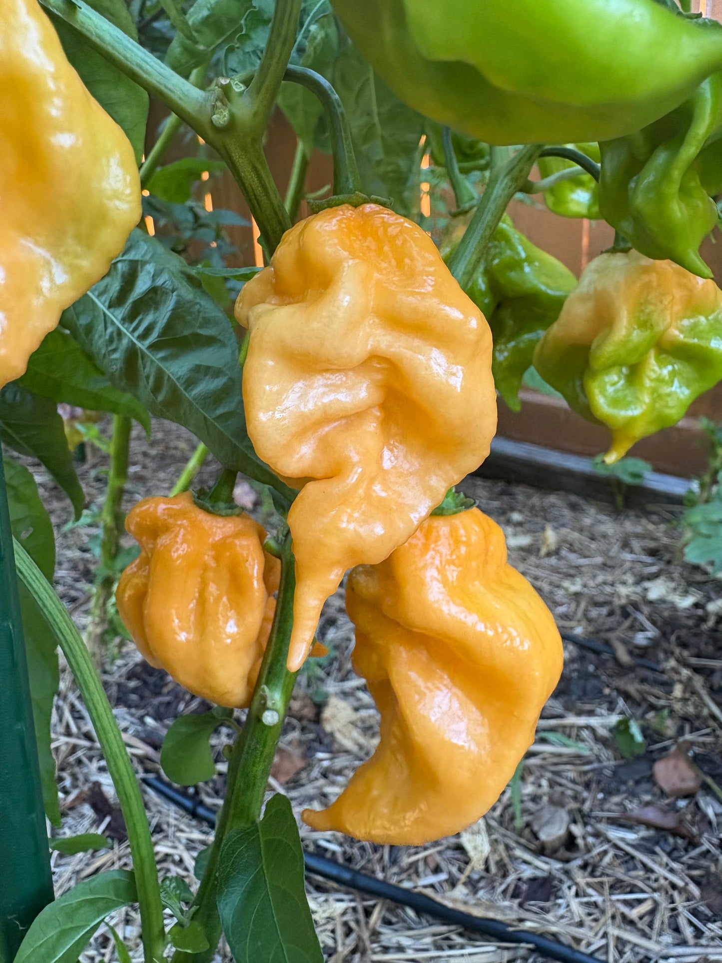 Peach Scorpion Pepper Seeds