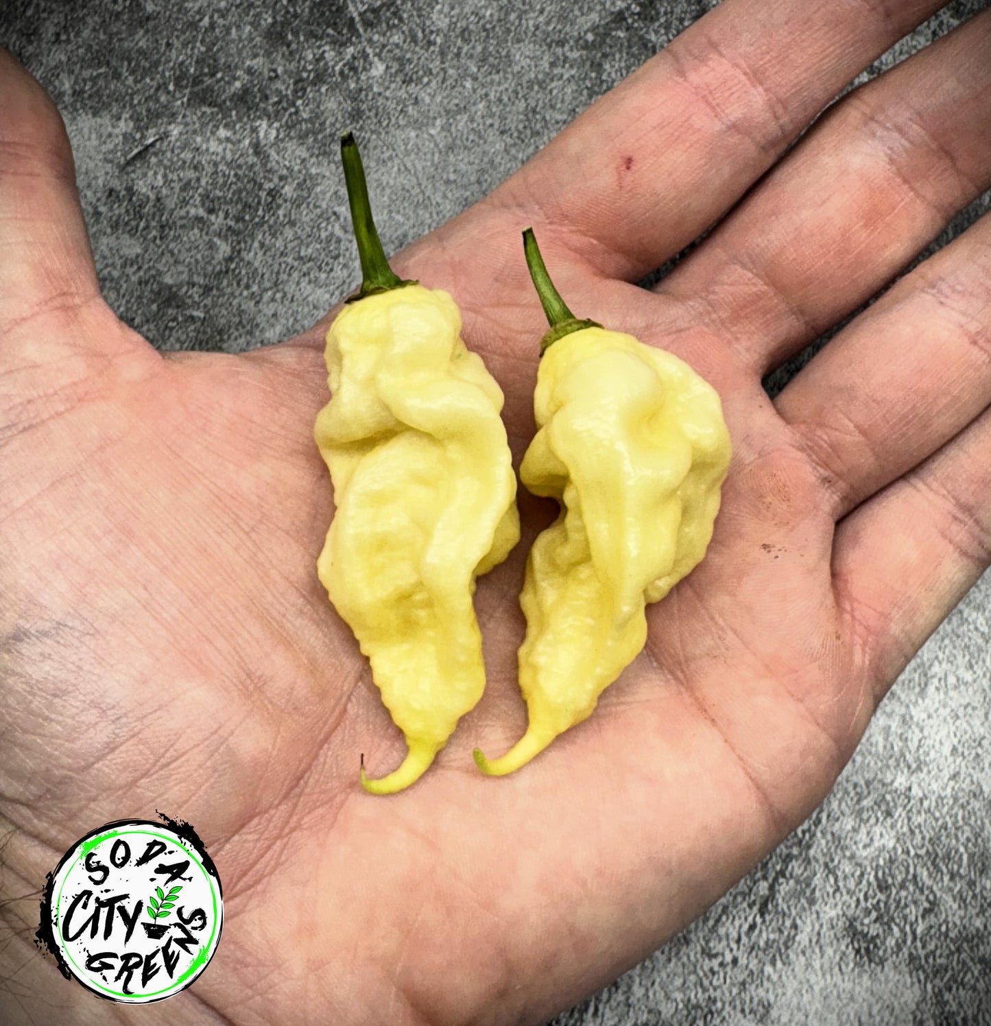 White Ghost Scorpion XL Pepper Seeds
