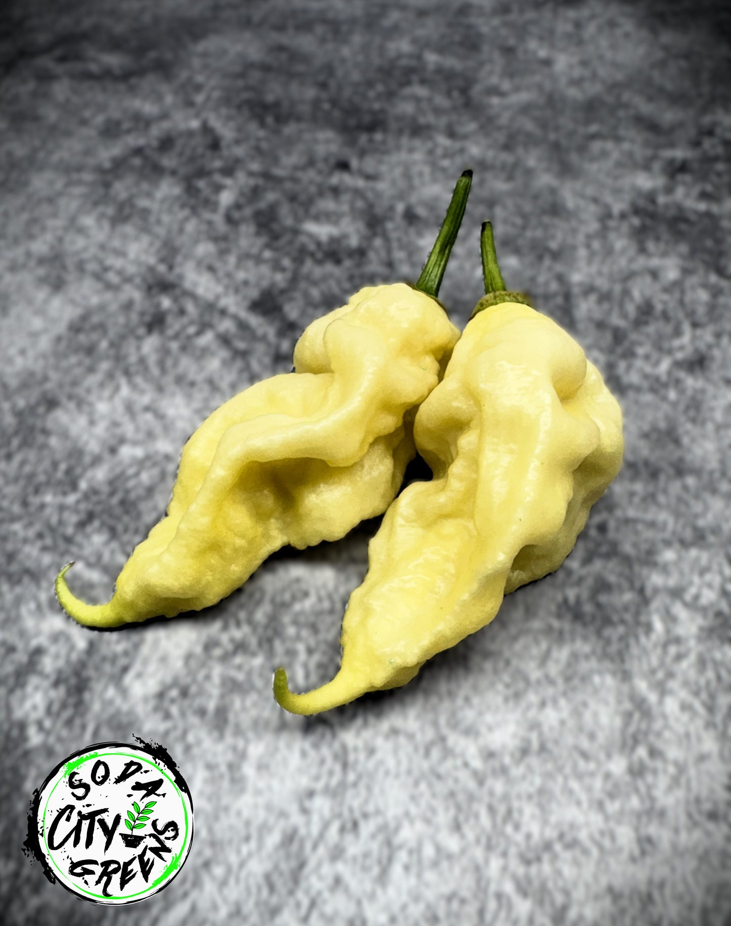 White Ghost Scorpion XL Pepper Seeds
