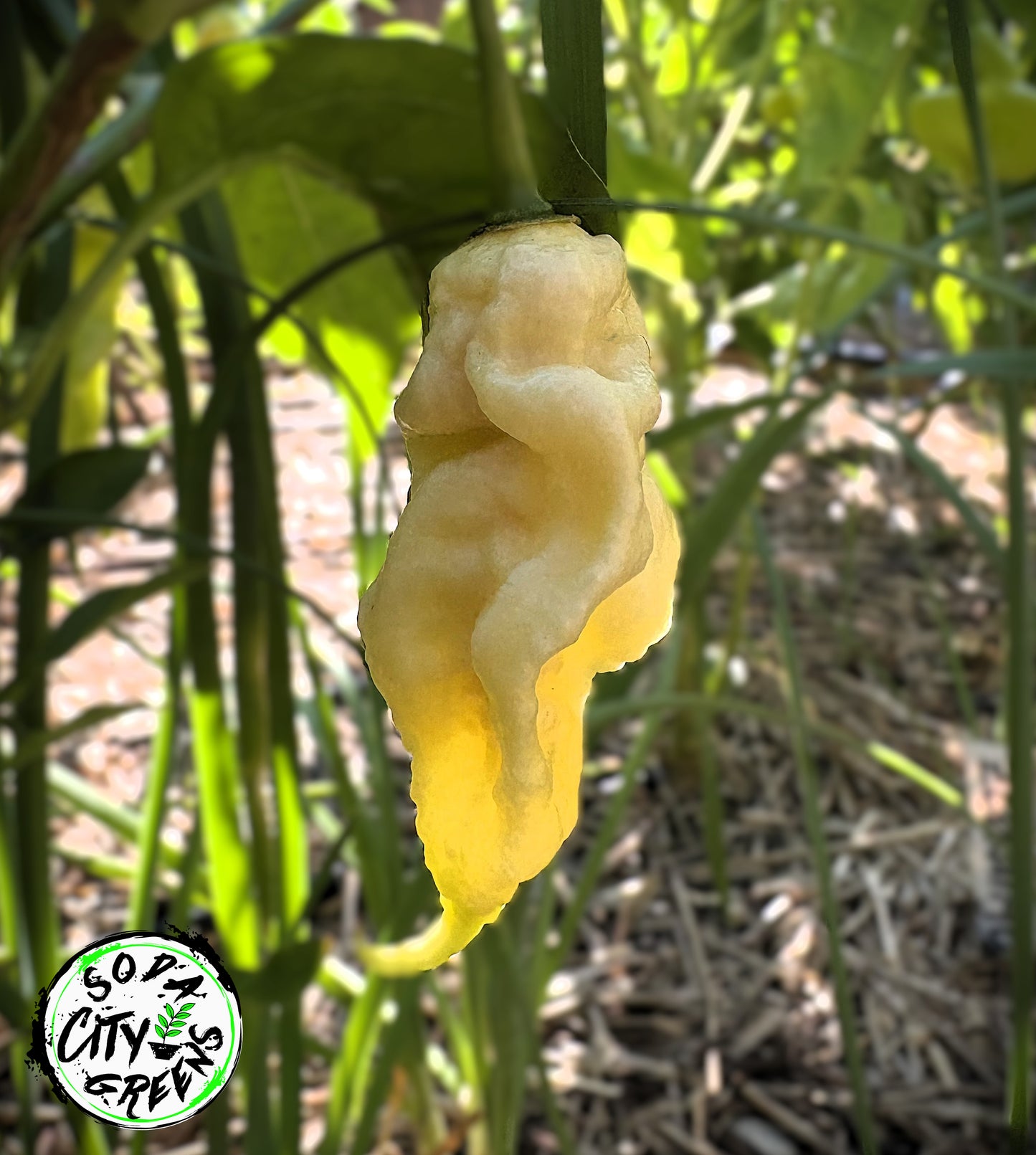 White Ghost Scorpion XL Pepper Seeds