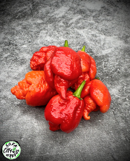 Trinidad Scorpion Pepper Seeds