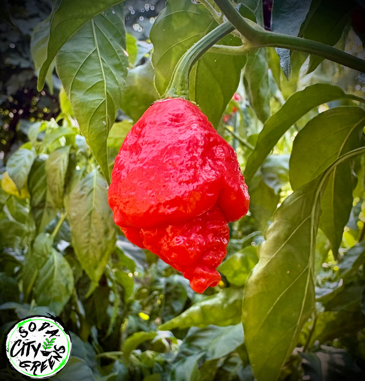 Apocalypse Scorpion Pepper Seeds- Sinister Pepper Series