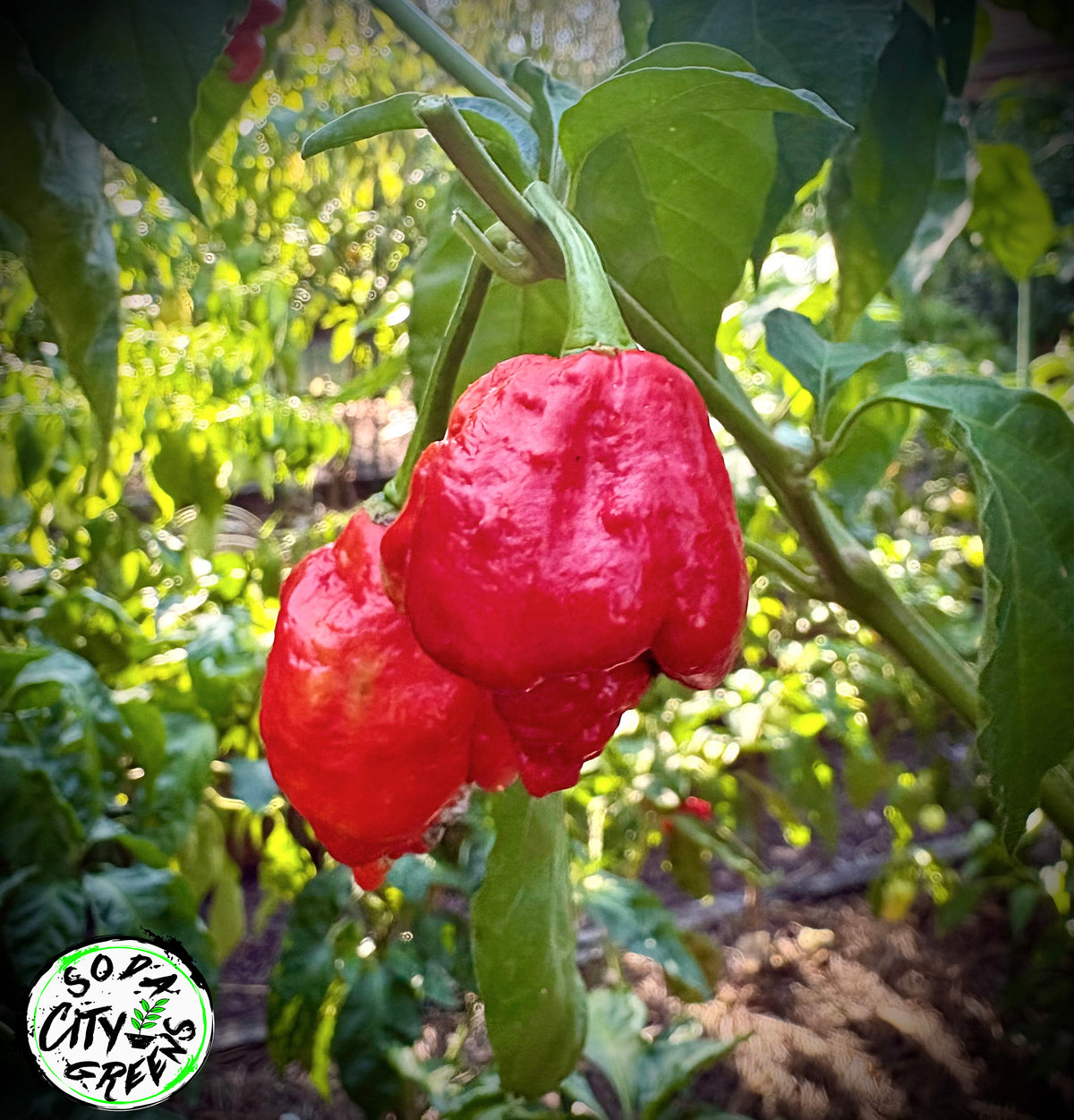 Apocalypse Scorpion Pepper Seeds- Sinister Pepper Series