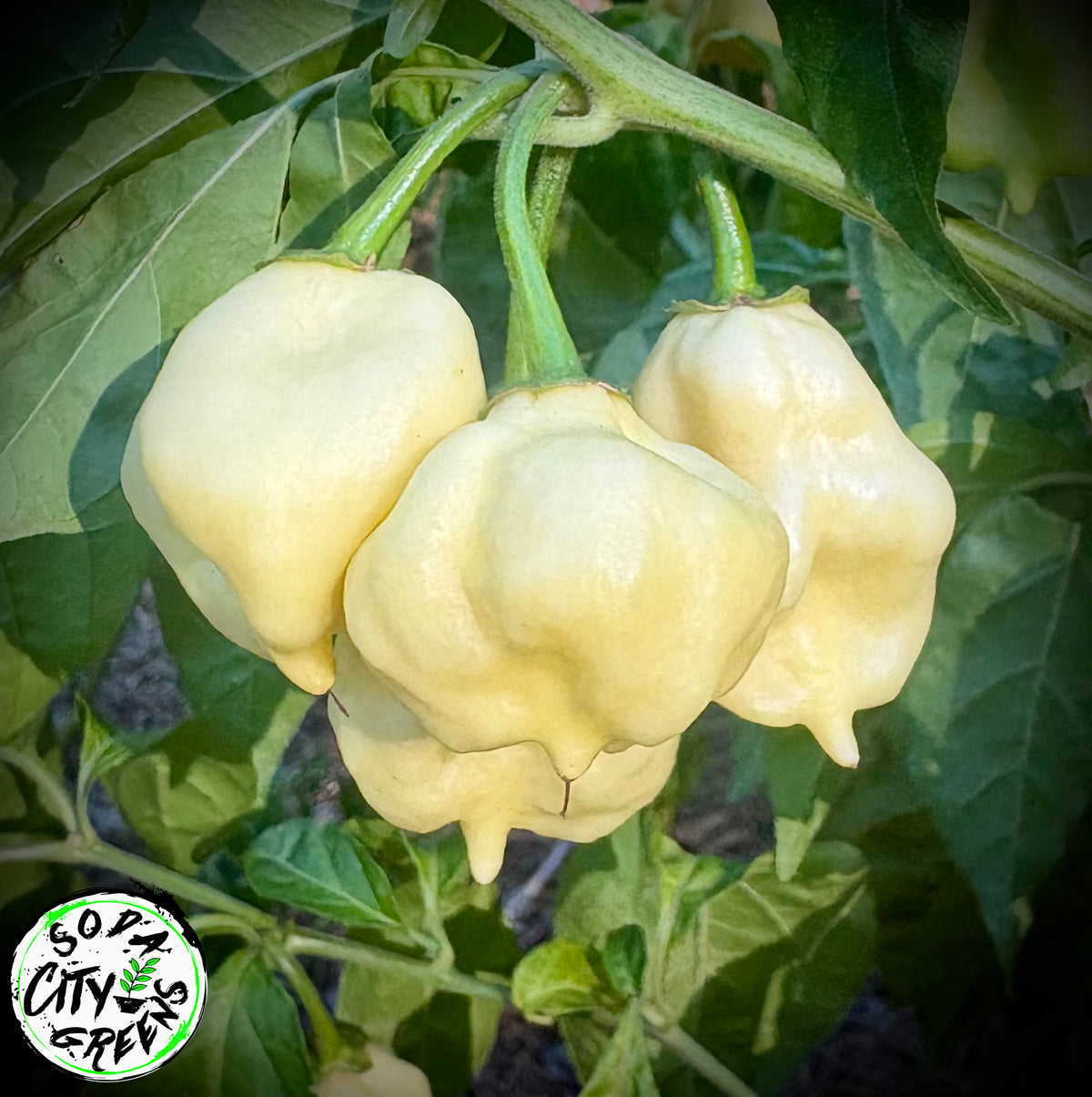 White Scorpion Pepper Seeds- Sinister Pepper Series