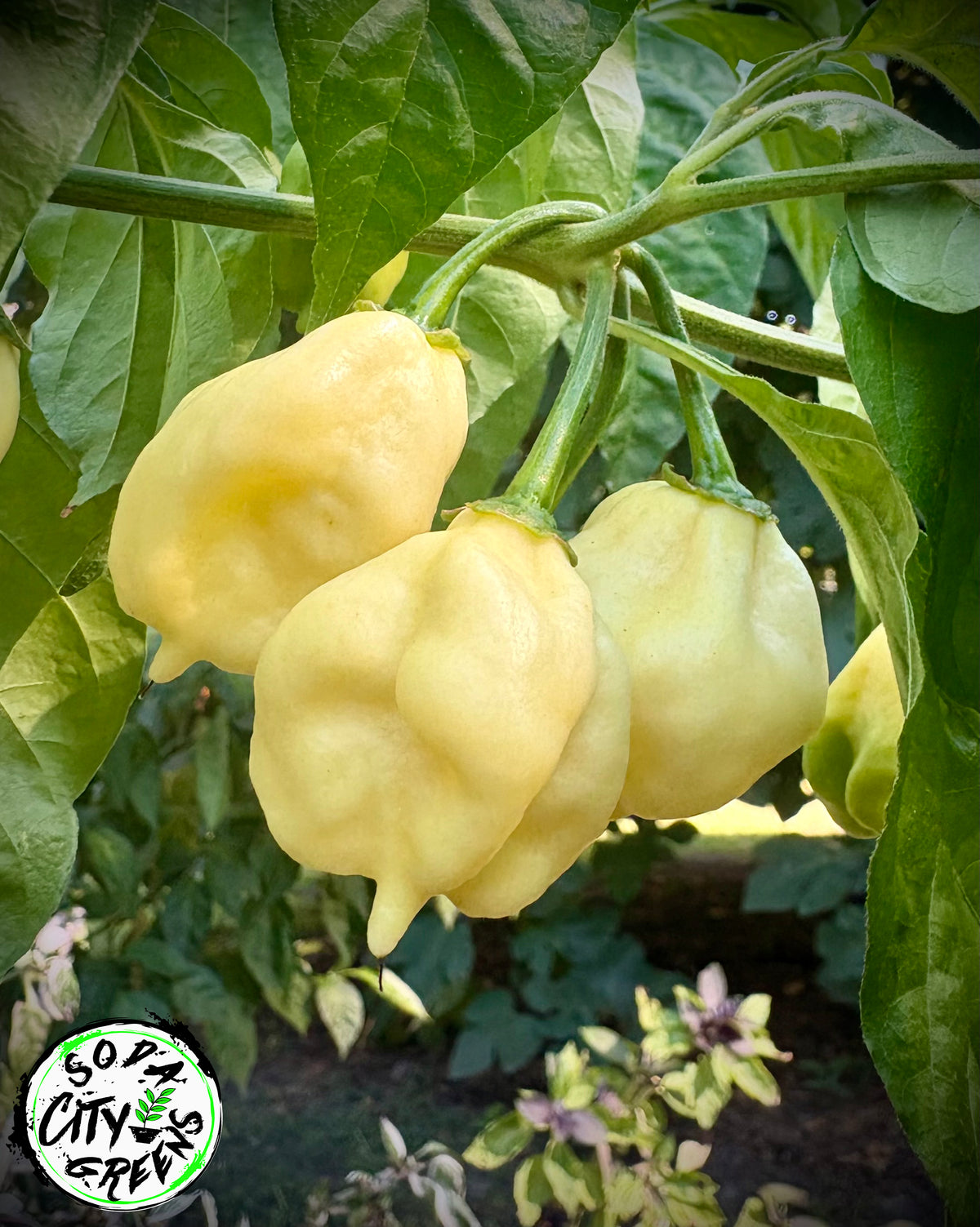 White Scorpion Pepper Seeds- Sinister Pepper Series