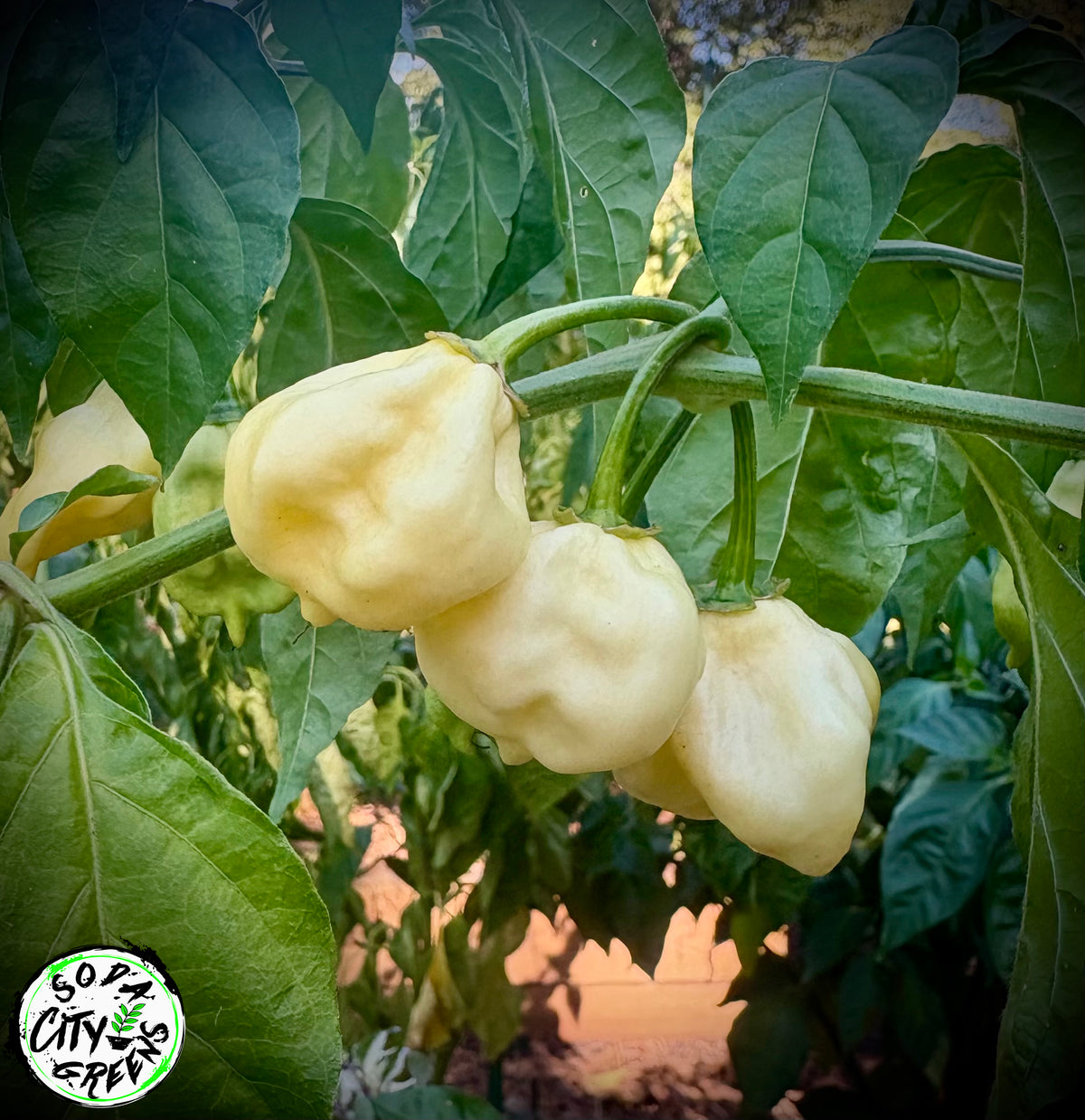 White Scorpion Pepper Seeds- Sinister Pepper Series