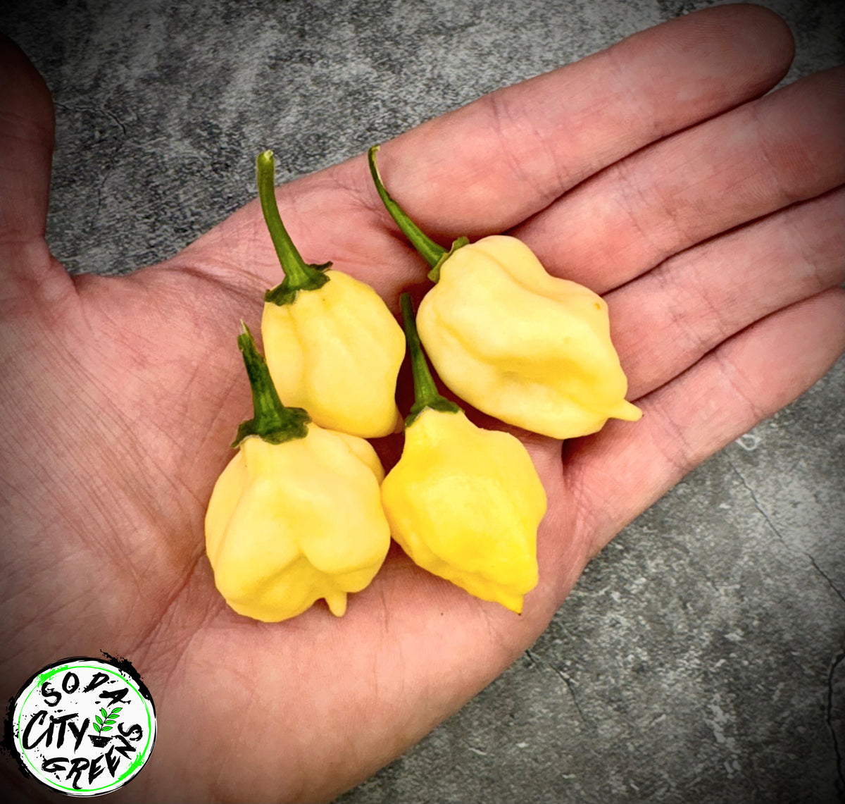 White Scorpion Pepper Seeds- Sinister Pepper Series