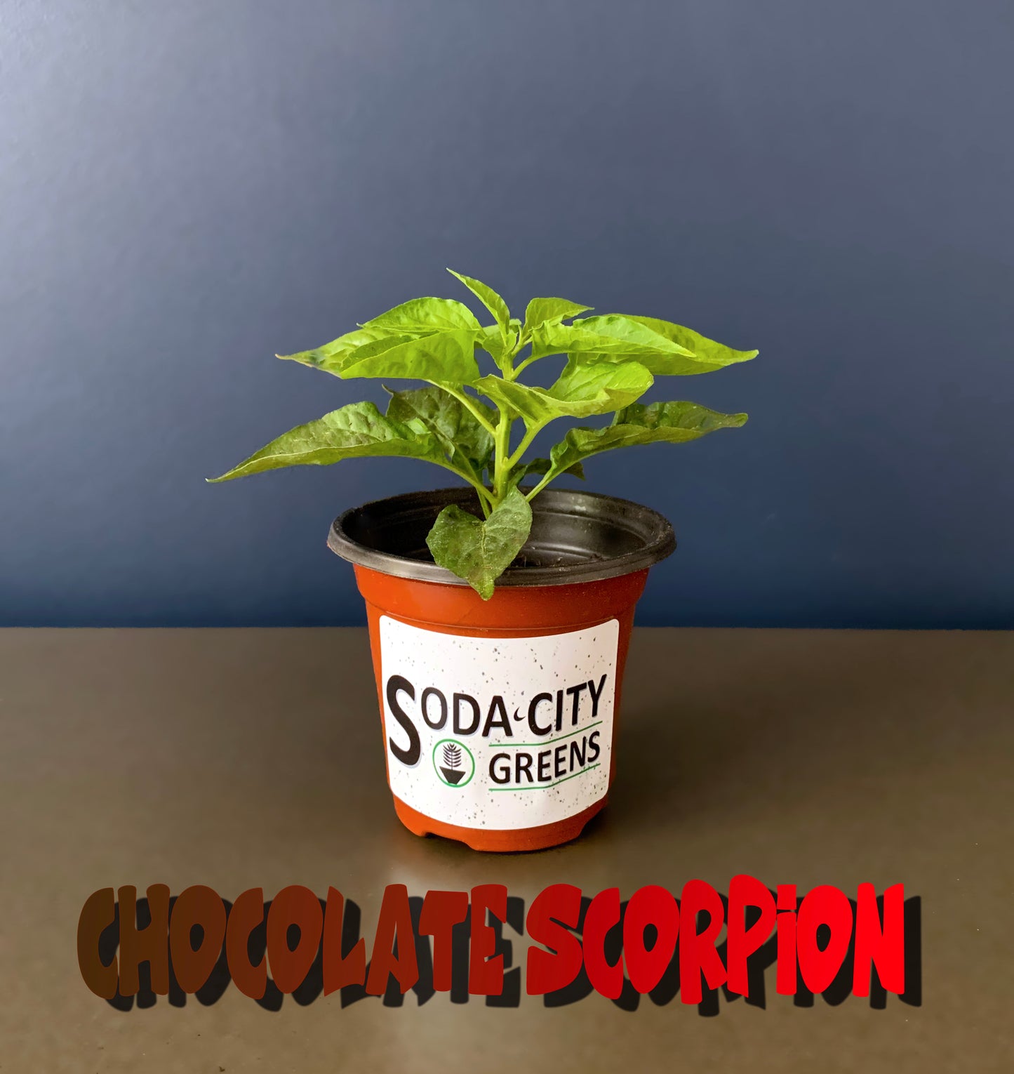 Chocolate Scorpion Pepper Seeds