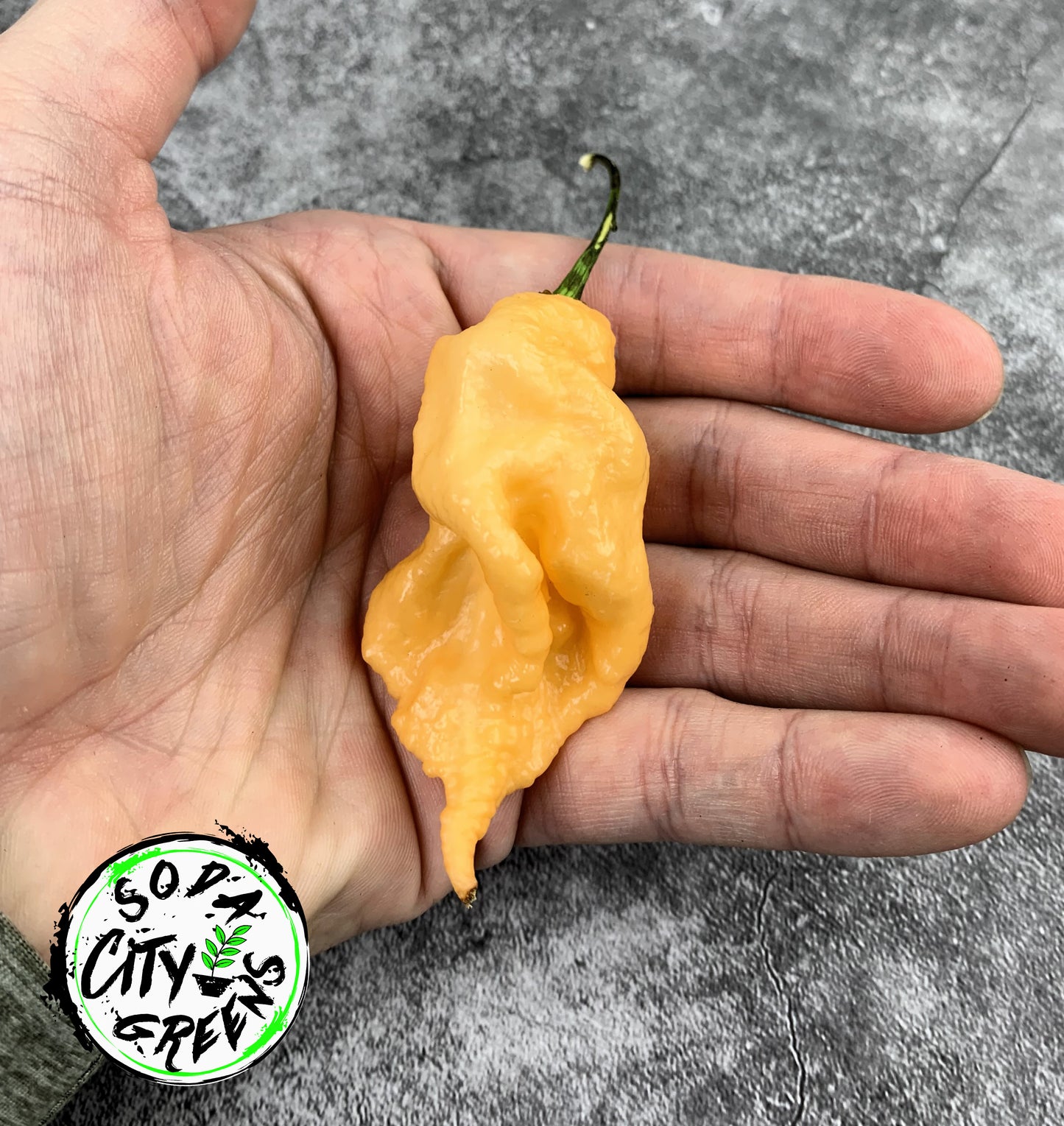 Peach Scorpion Pepper Seeds