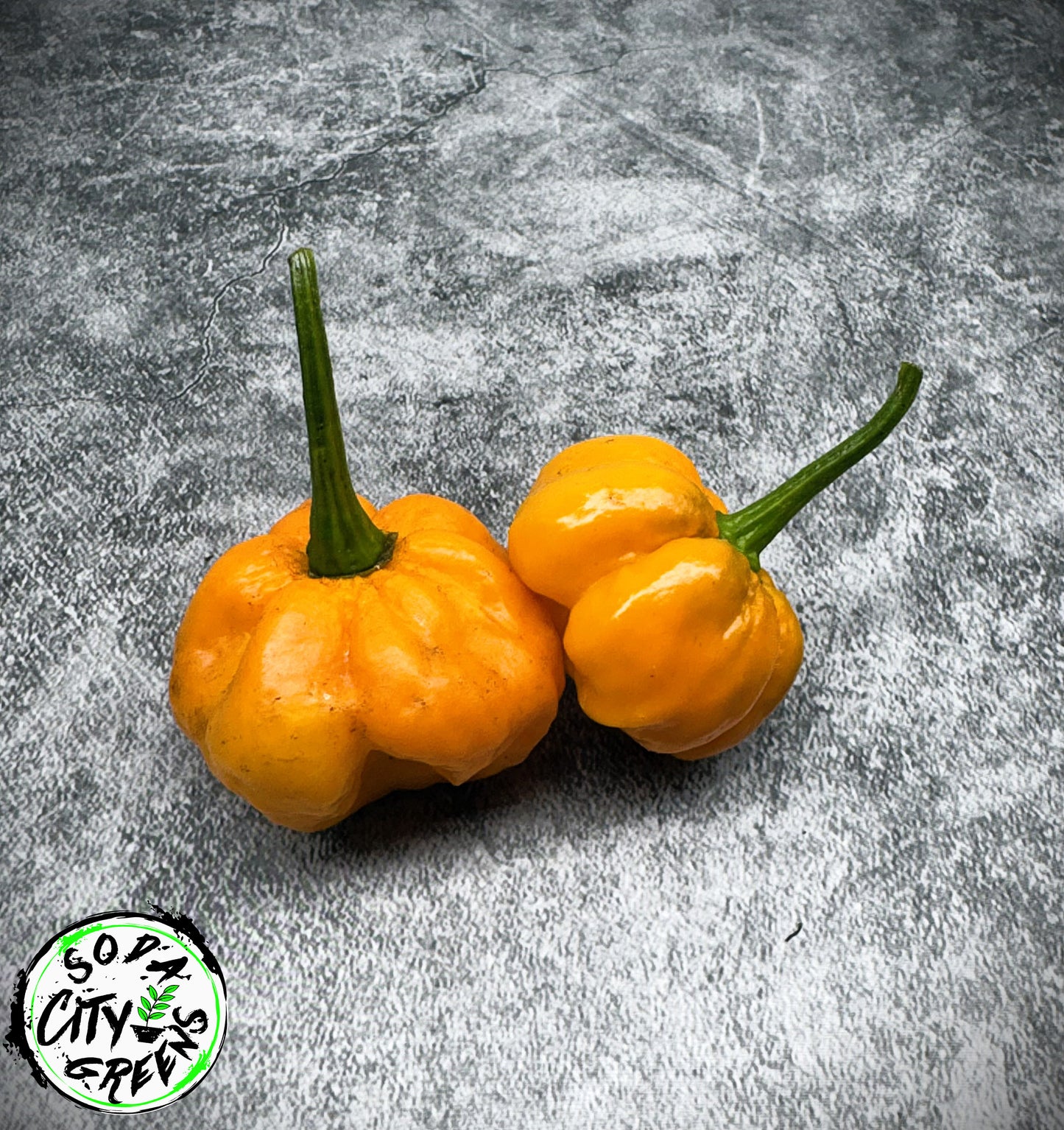Foodarama Scotch Bonnet Pepper Seeds