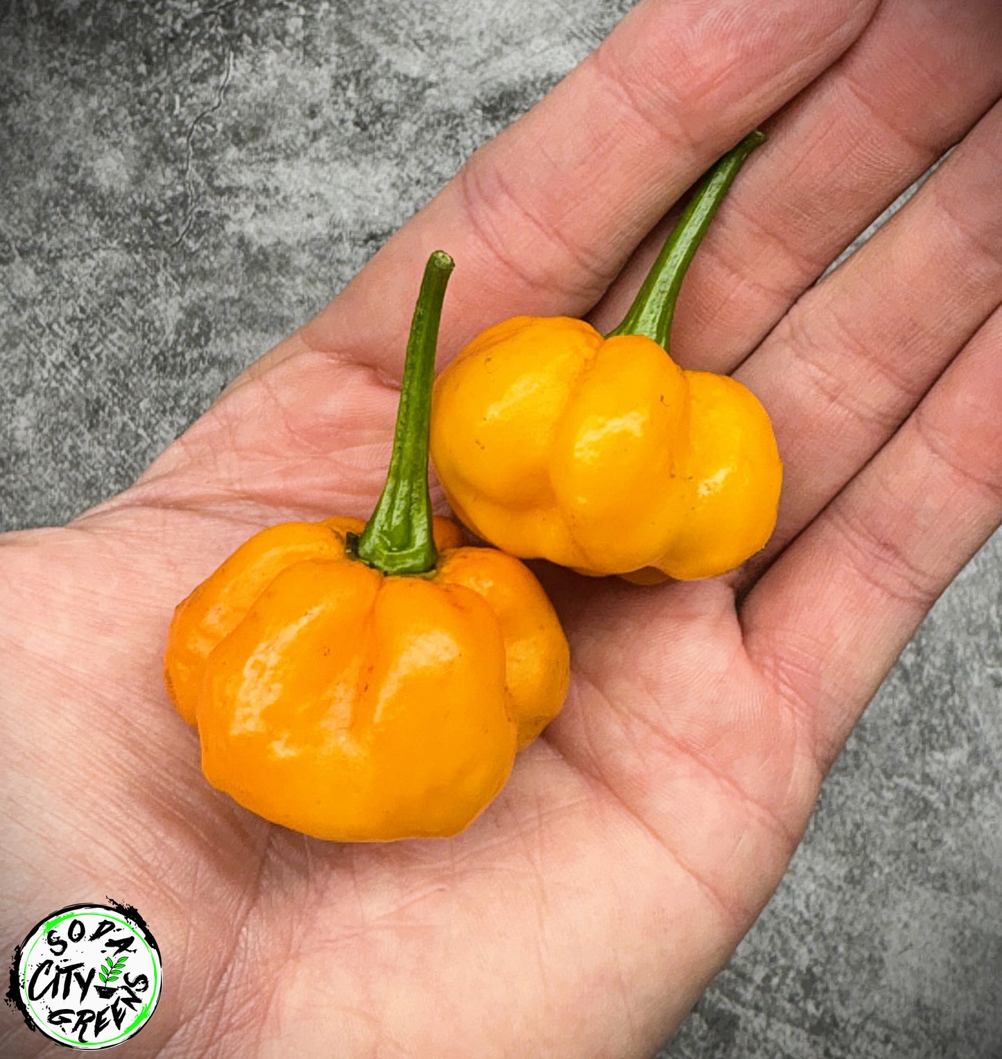 Foodarama Scotch Bonnet Pepper Seeds