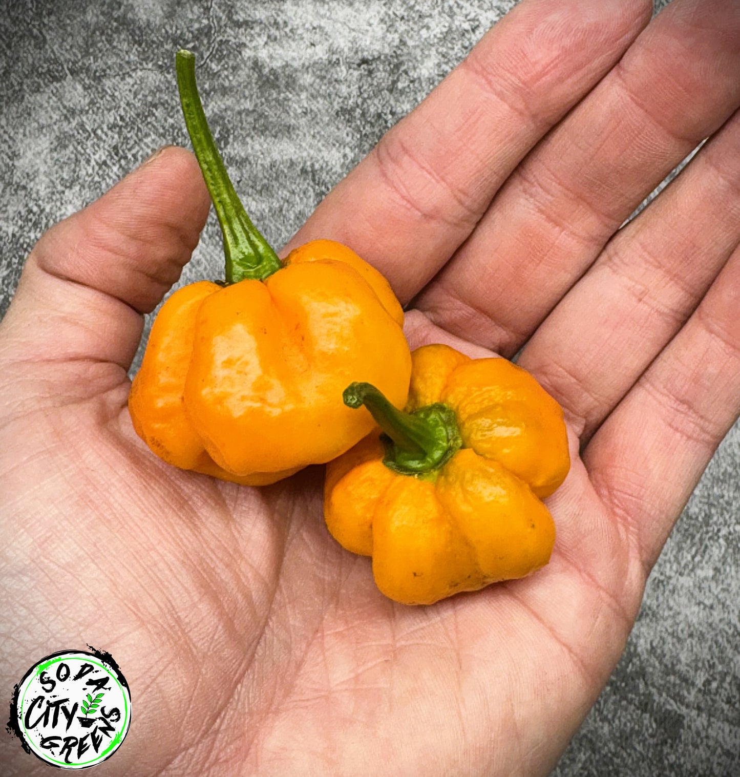 Foodarama Scotch Bonnet Pepper Seeds