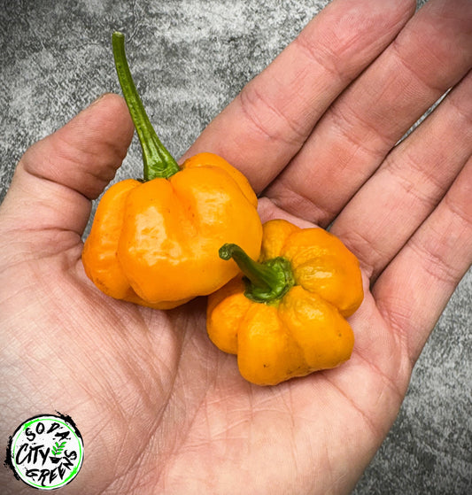 Foodarama Scotch Bonnet Pepper Seeds
