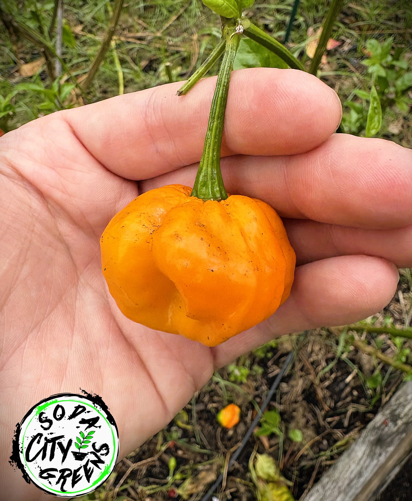 Foodarama Scotch Bonnet Pepper Seeds