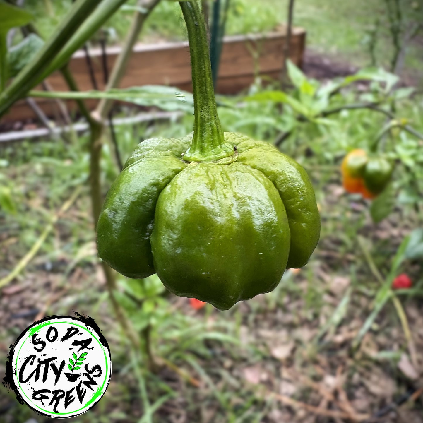 Foodarama Scotch Bonnet Pepper Seeds