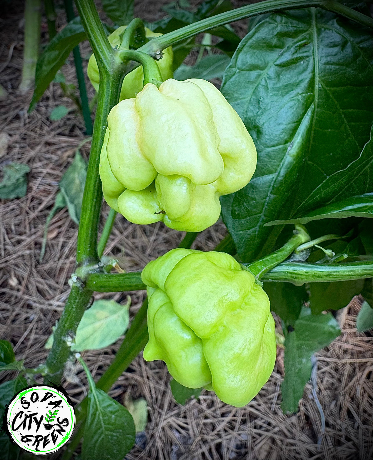 Pink Scotch Bonnet Pepper Seeds
