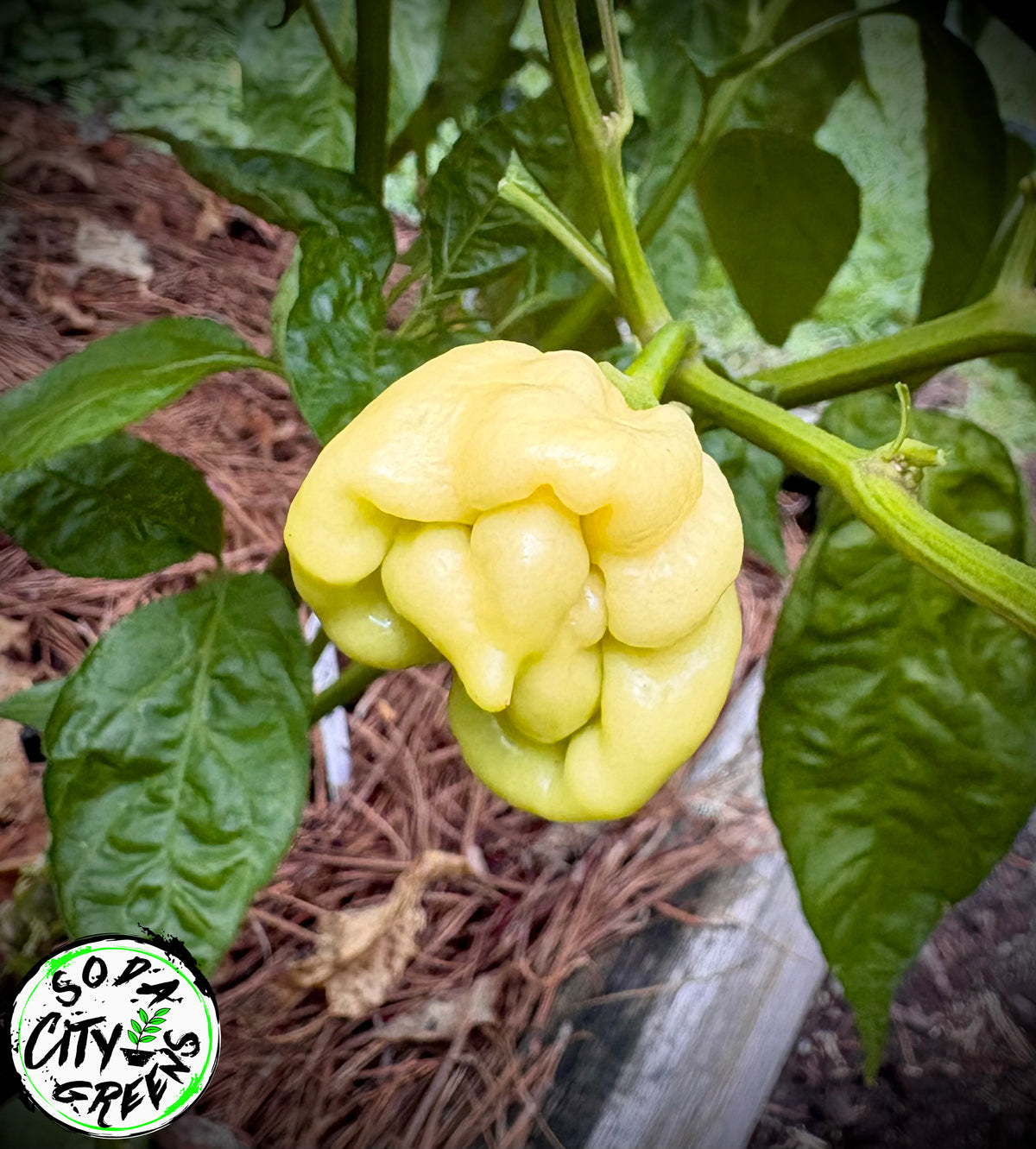 Pink Scotch Bonnet Pepper Seeds
