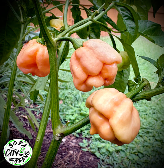 Pink Scotch Bonnet Pepper Seeds