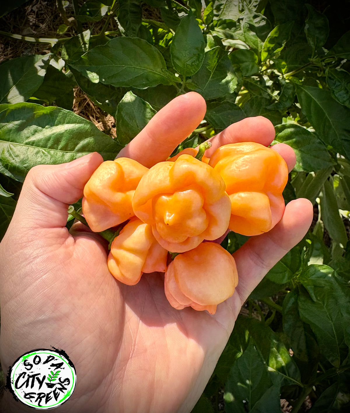 Pink Scotch Bonnet Pepper Seeds