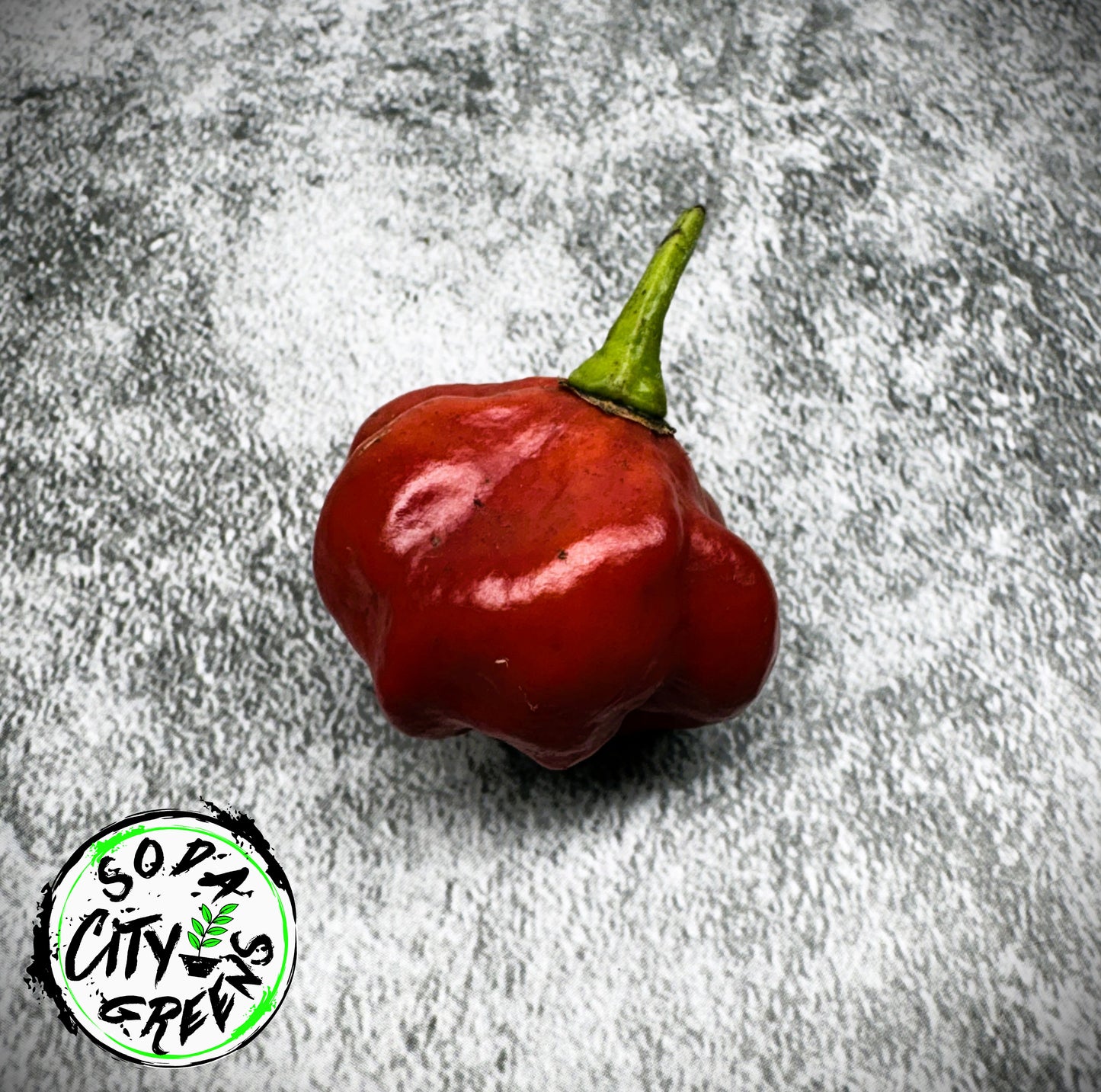 Chocolate Pepper Seed Variety Pack (You choose!)