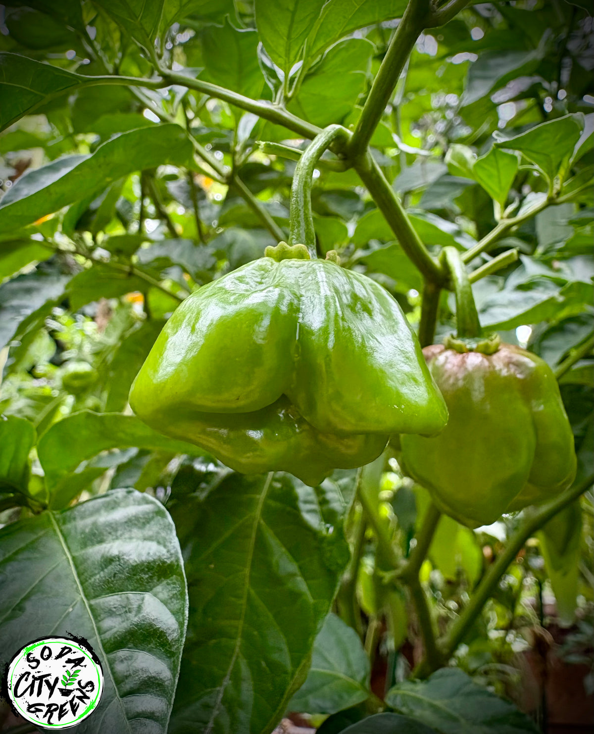 Chocolate Scotch Bonnet Pepper Seeds
