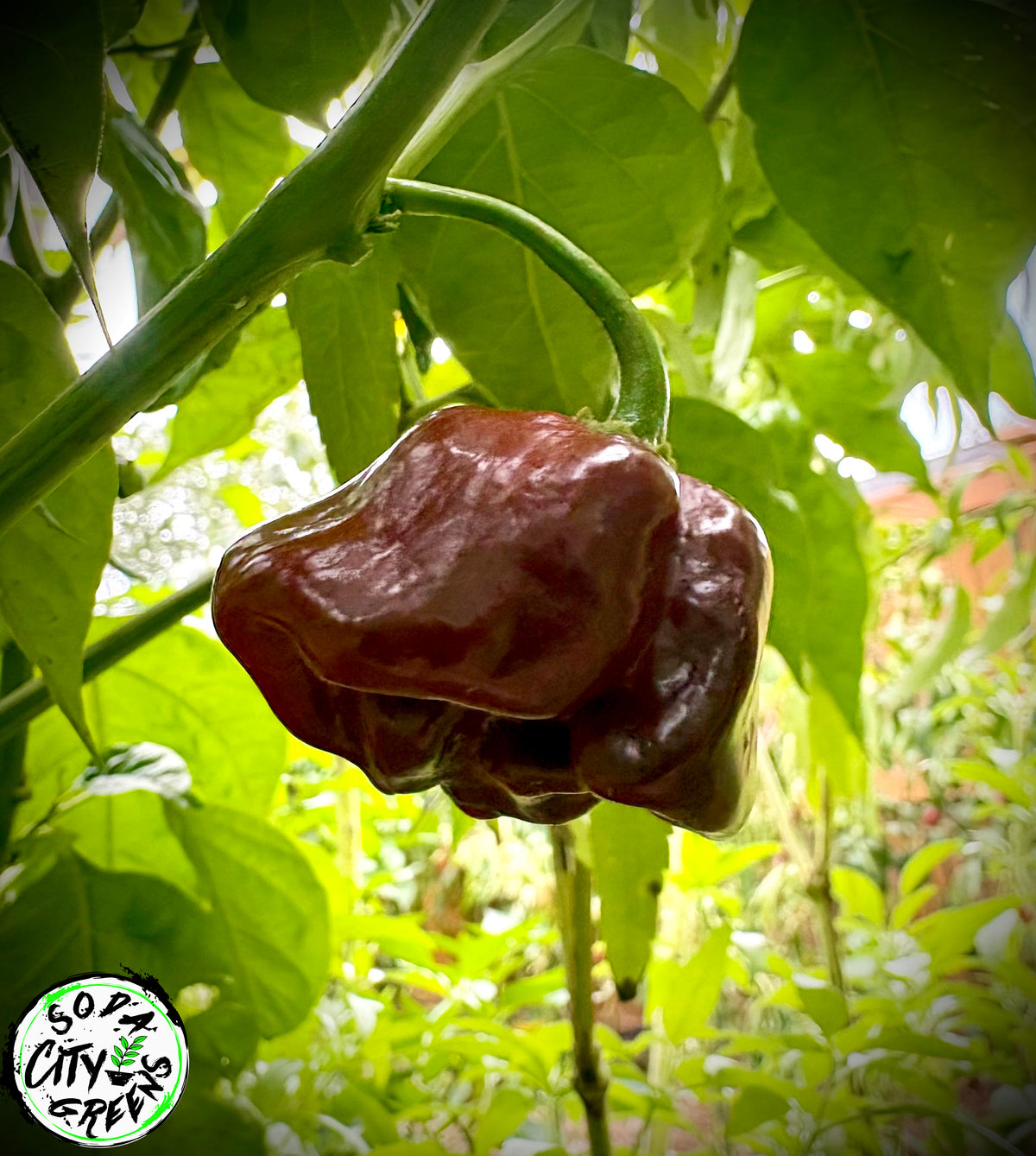 Chocolate Scotch Bonnet Pepper Seeds