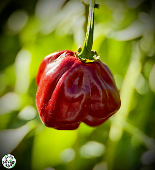 Chocolate Scotch Bonnet Pepper Seeds