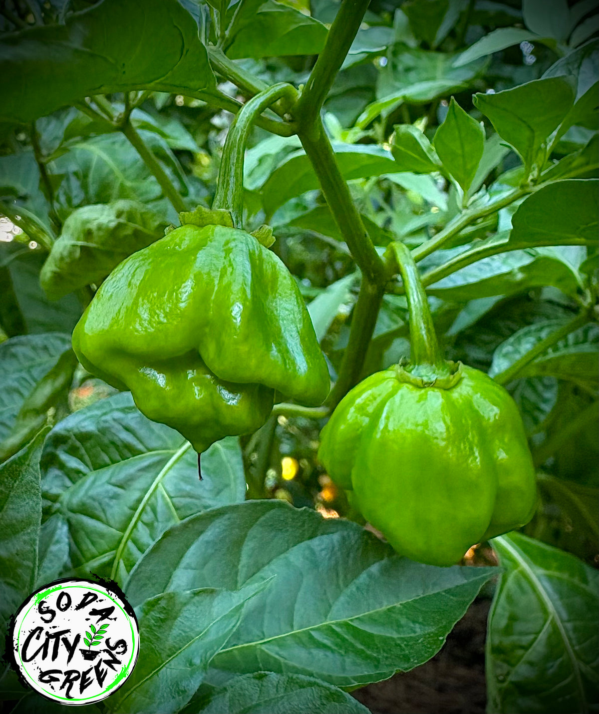 Chocolate Scotch Bonnet Pepper Seeds