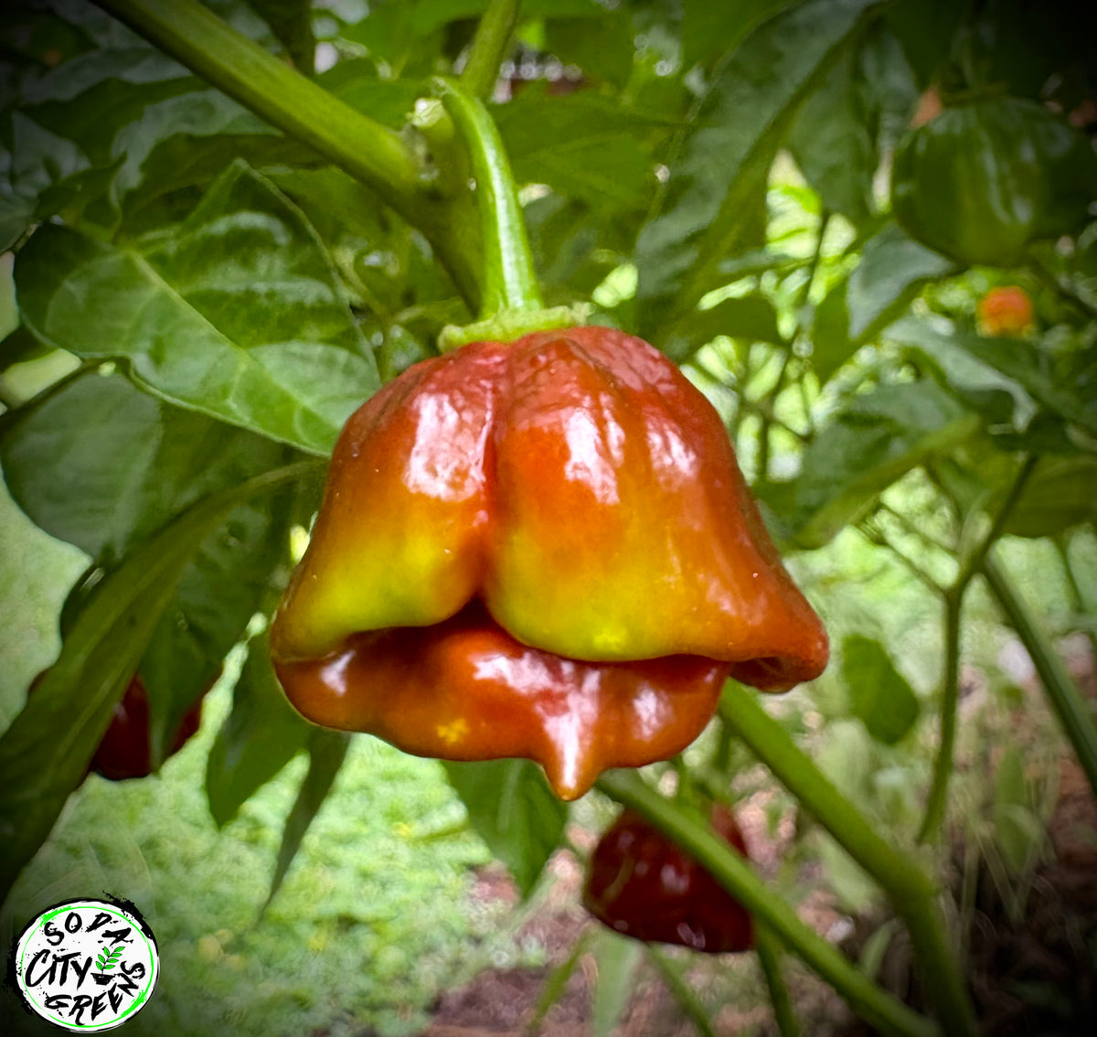 Chocolate Scotch Bonnet Pepper Seeds