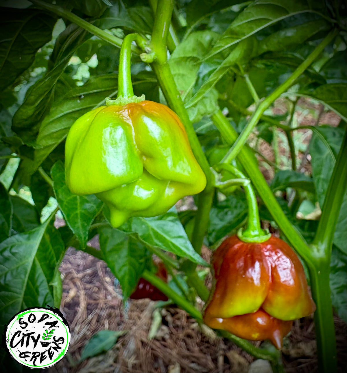 Chocolate Scotch Bonnet Pepper Seeds