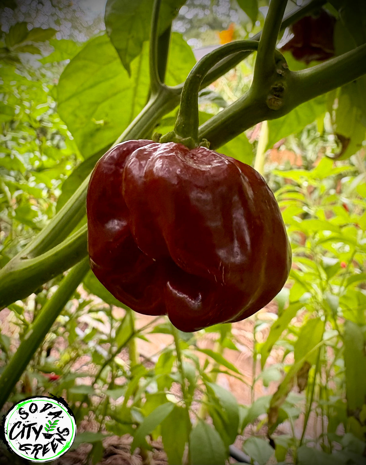 Chocolate Scotch Bonnet Pepper Seeds