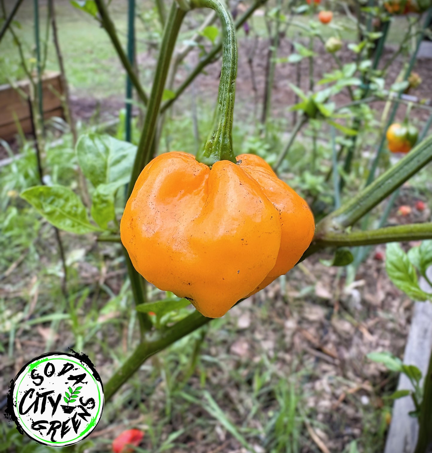 Sweet Heat Pepper Seed Variety Pack (You choose!)
