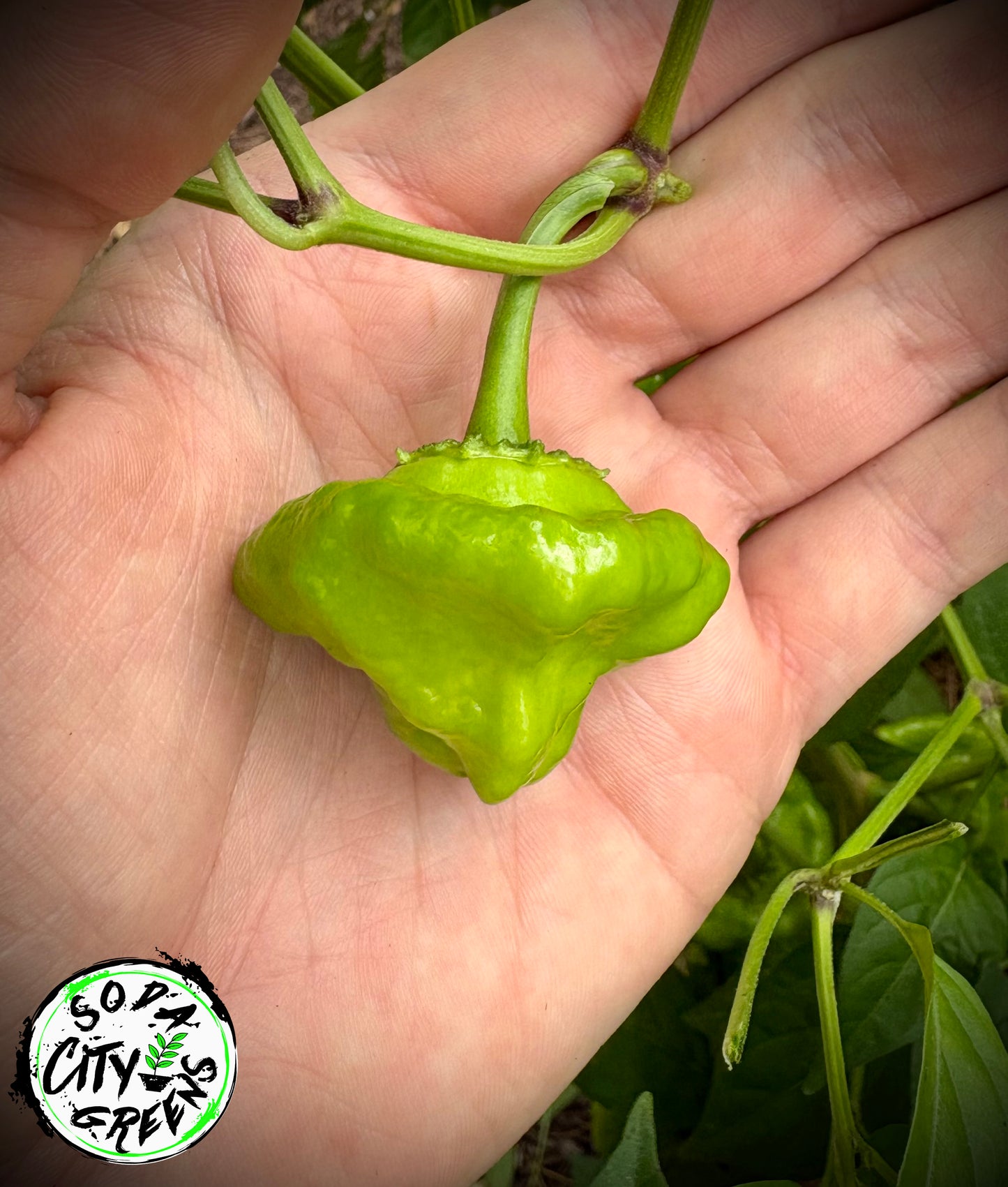 Jamaican Scotch Bonnet Pepper Seeds