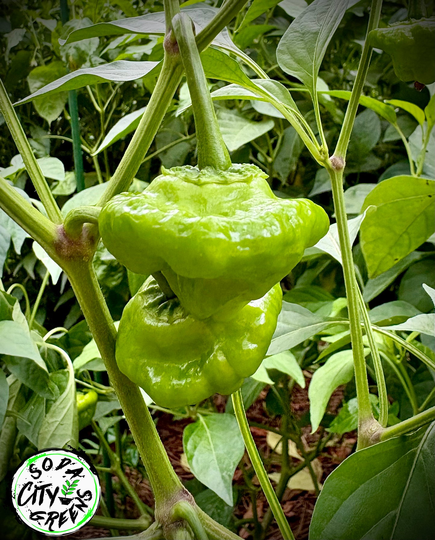Jamaican Scotch Bonnet Pepper Seeds