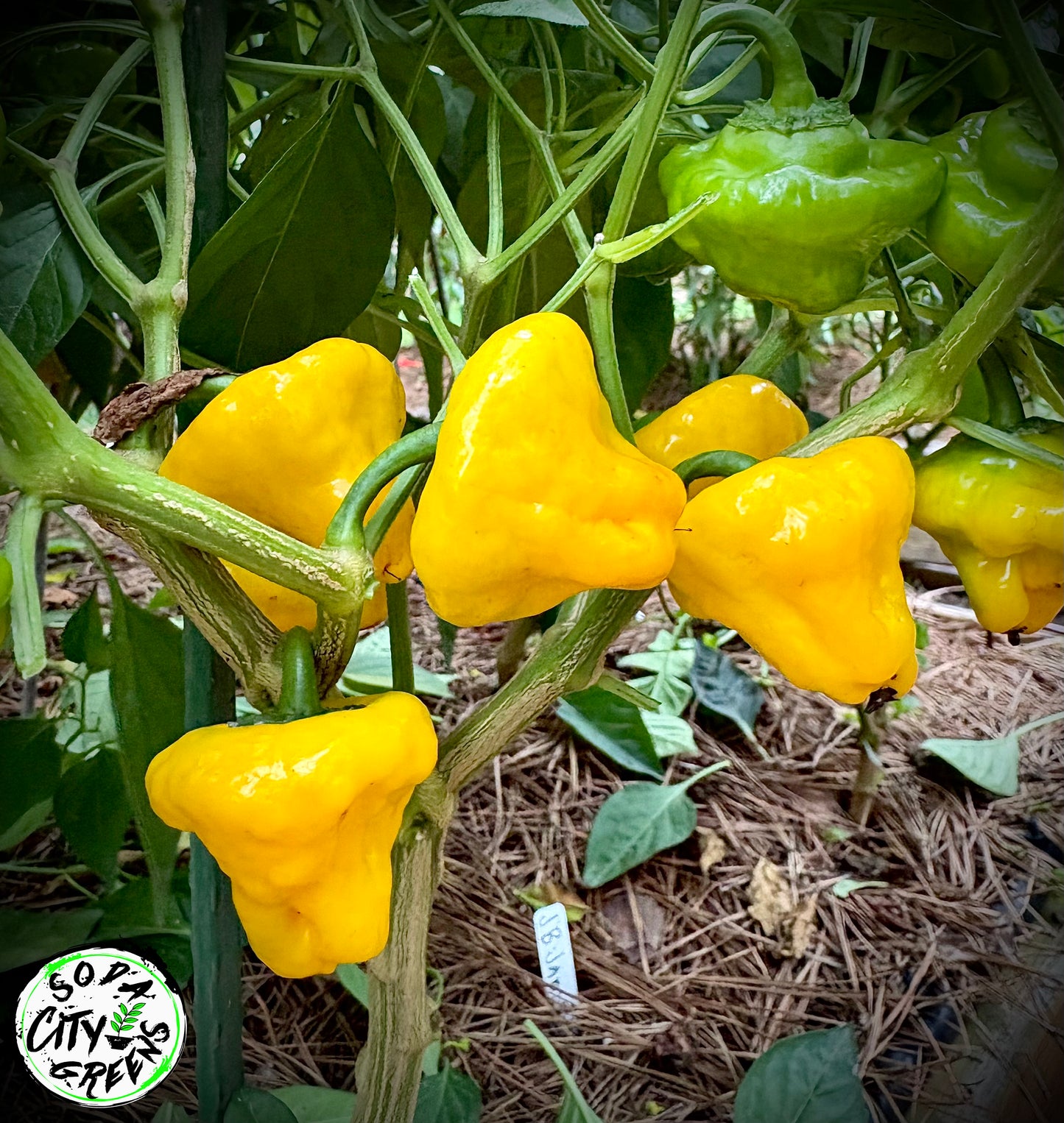 Jamaican Scotch Bonnet Pepper Seeds