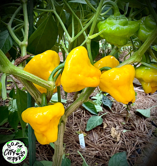 Jamaican Scotch Bonnet Pepper Seeds