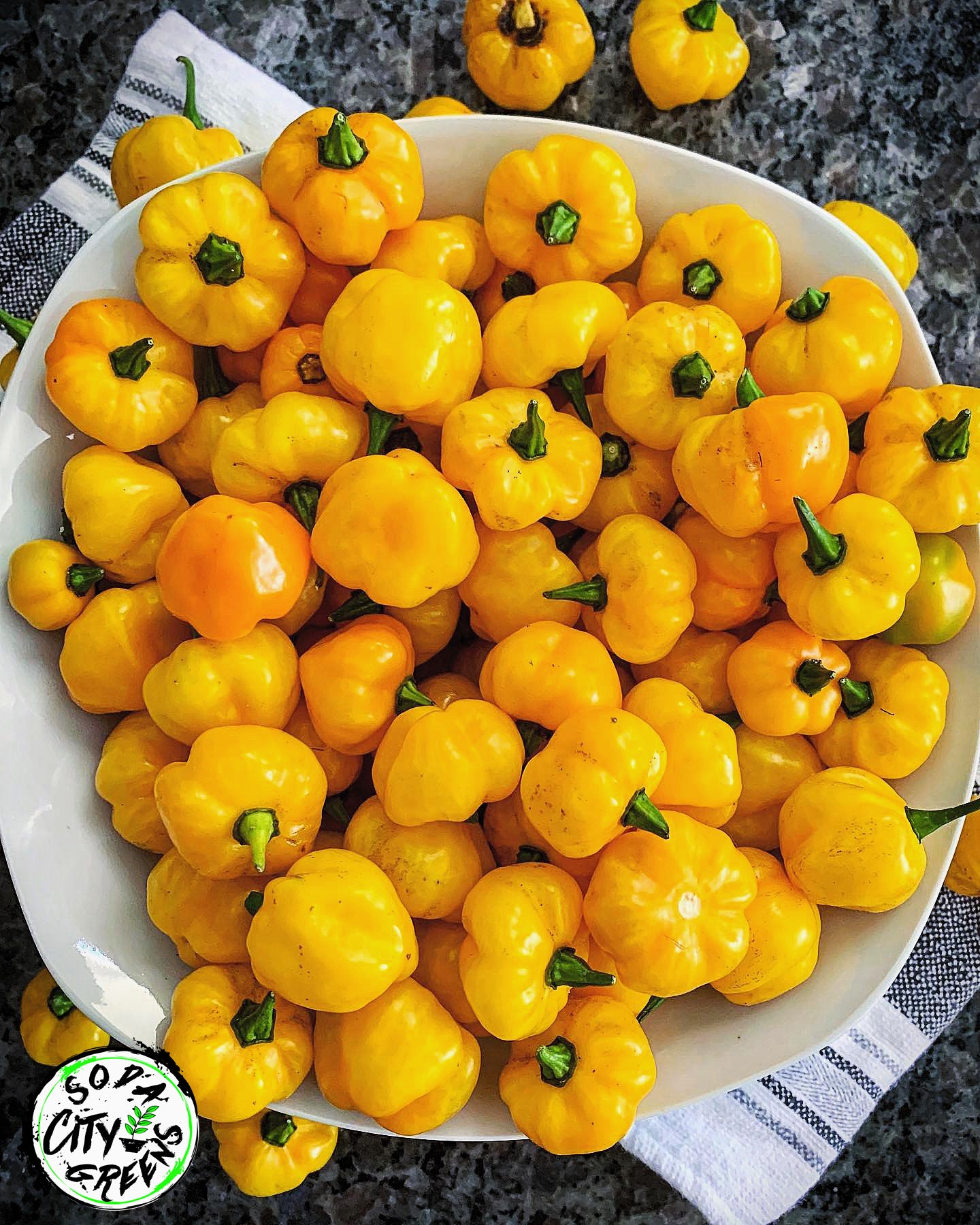 Yellow Scotch Bonnet Pepper Seeds