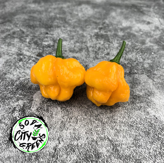 MOA Scotch Bonnet Pepper Seeds