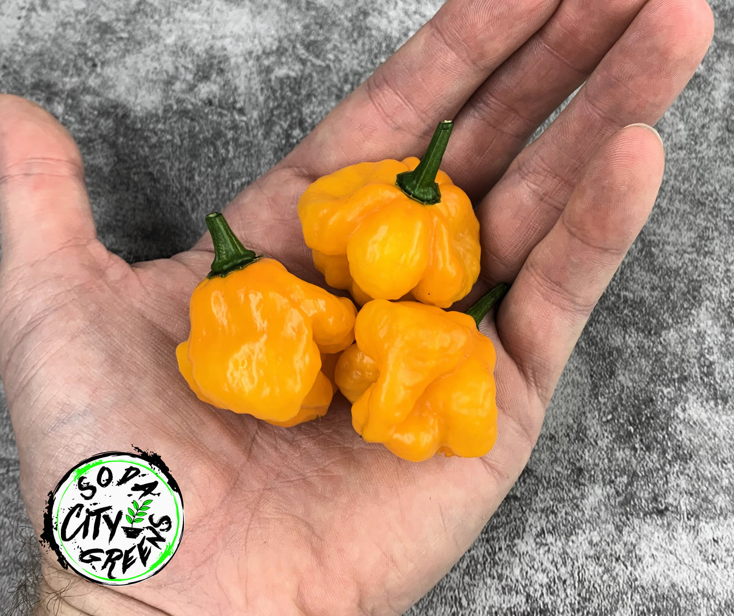 MOA Scotch Bonnet Pepper Seeds