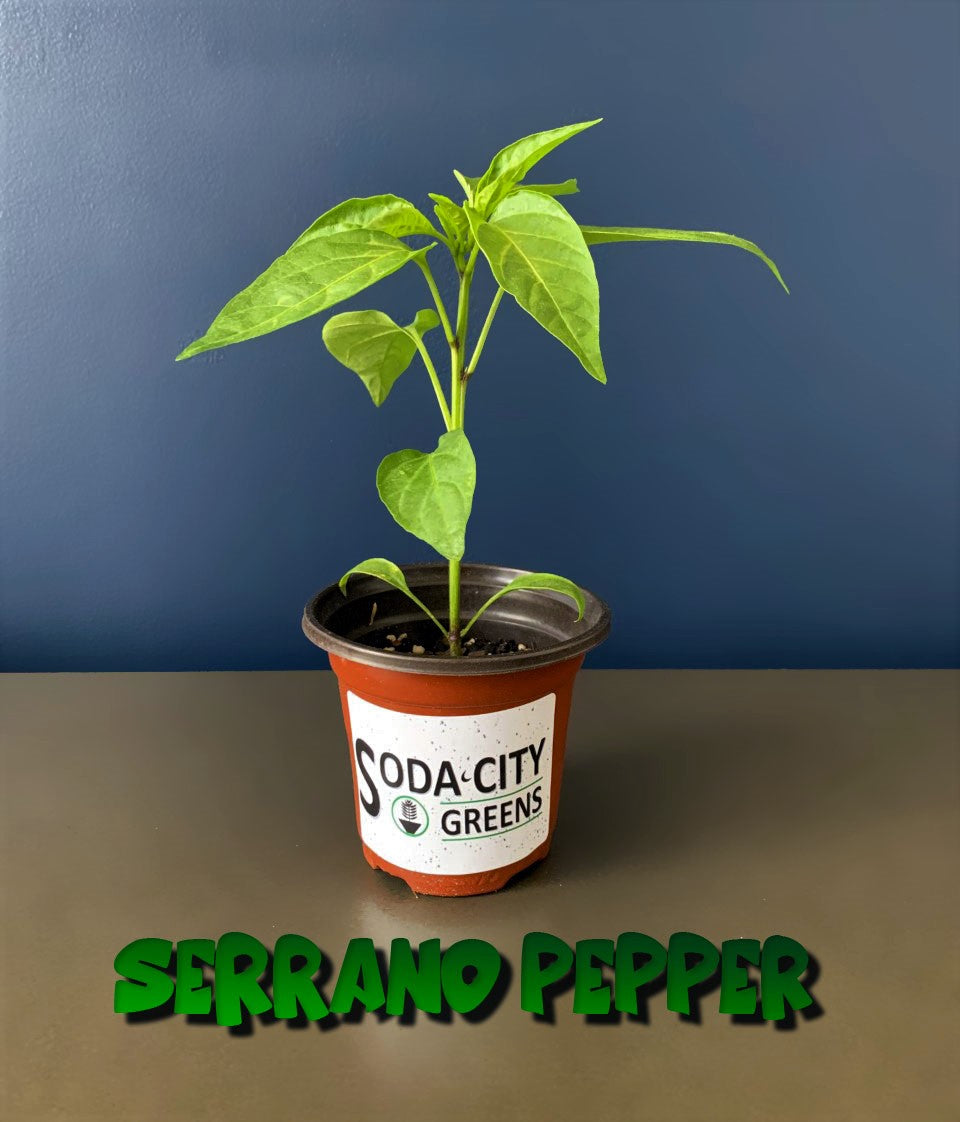 Serrano Pepper Seeds