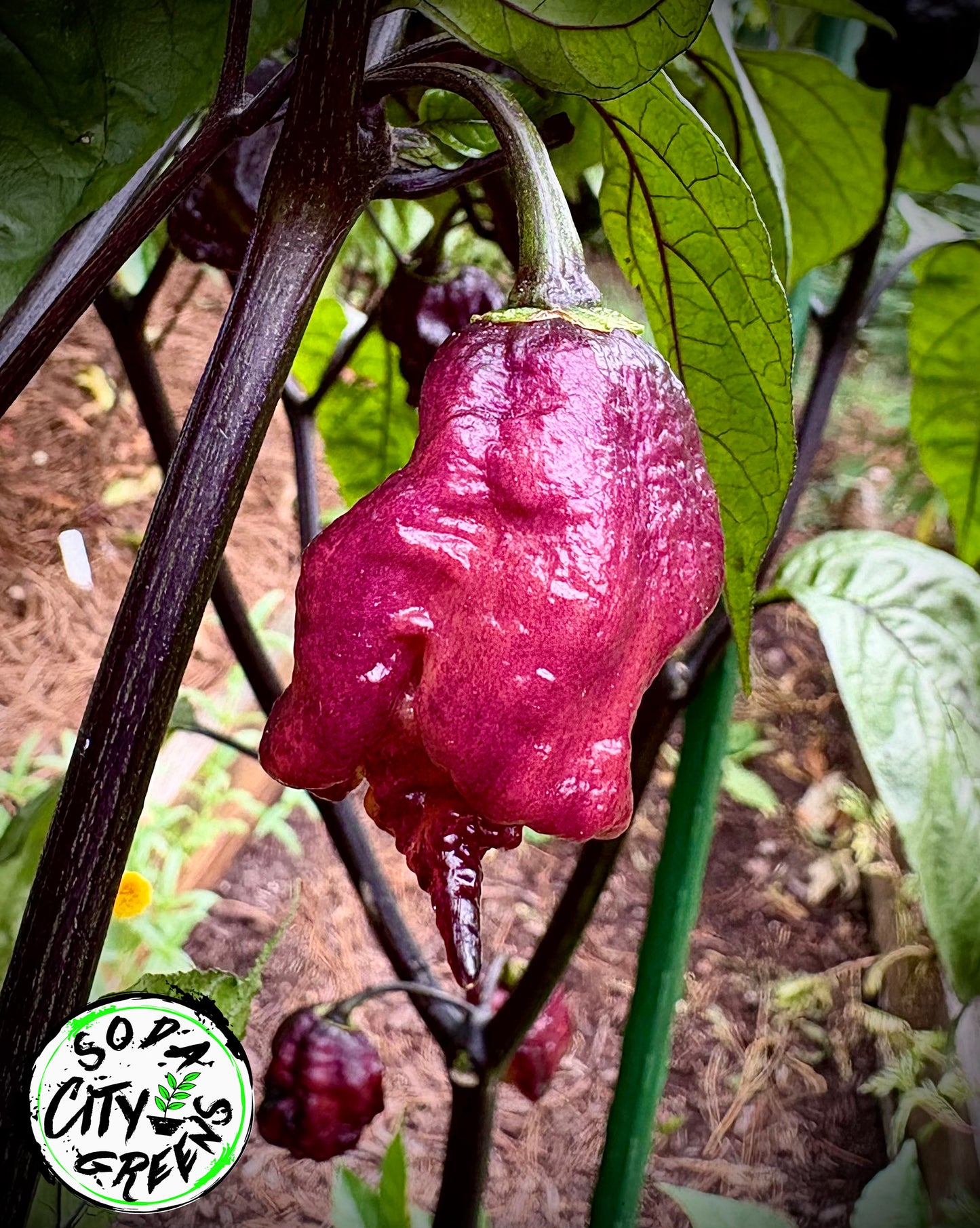 Black Sharknado T-E Pepper Seeds