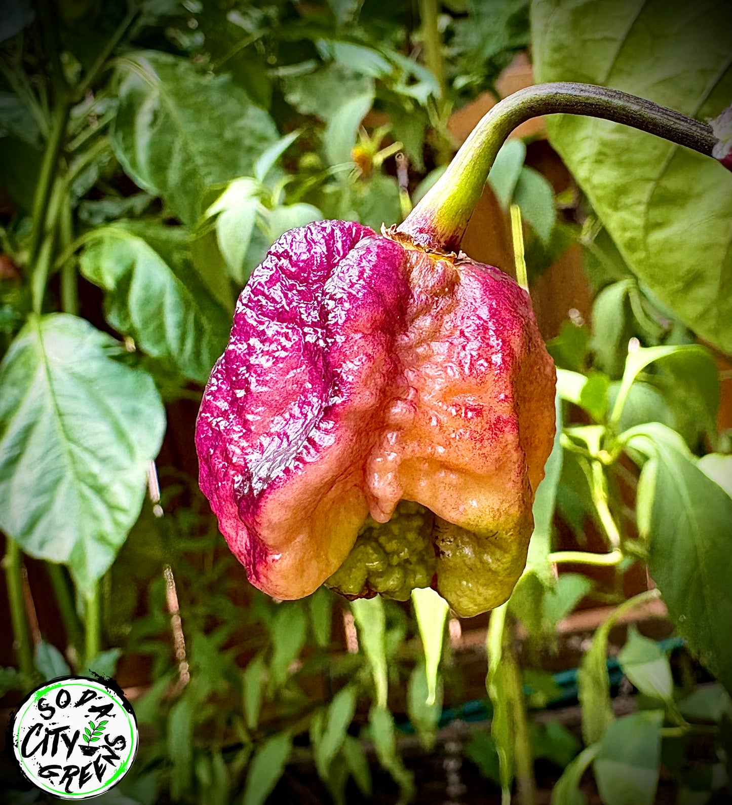 Black Sharknado T-E Pepper Seeds