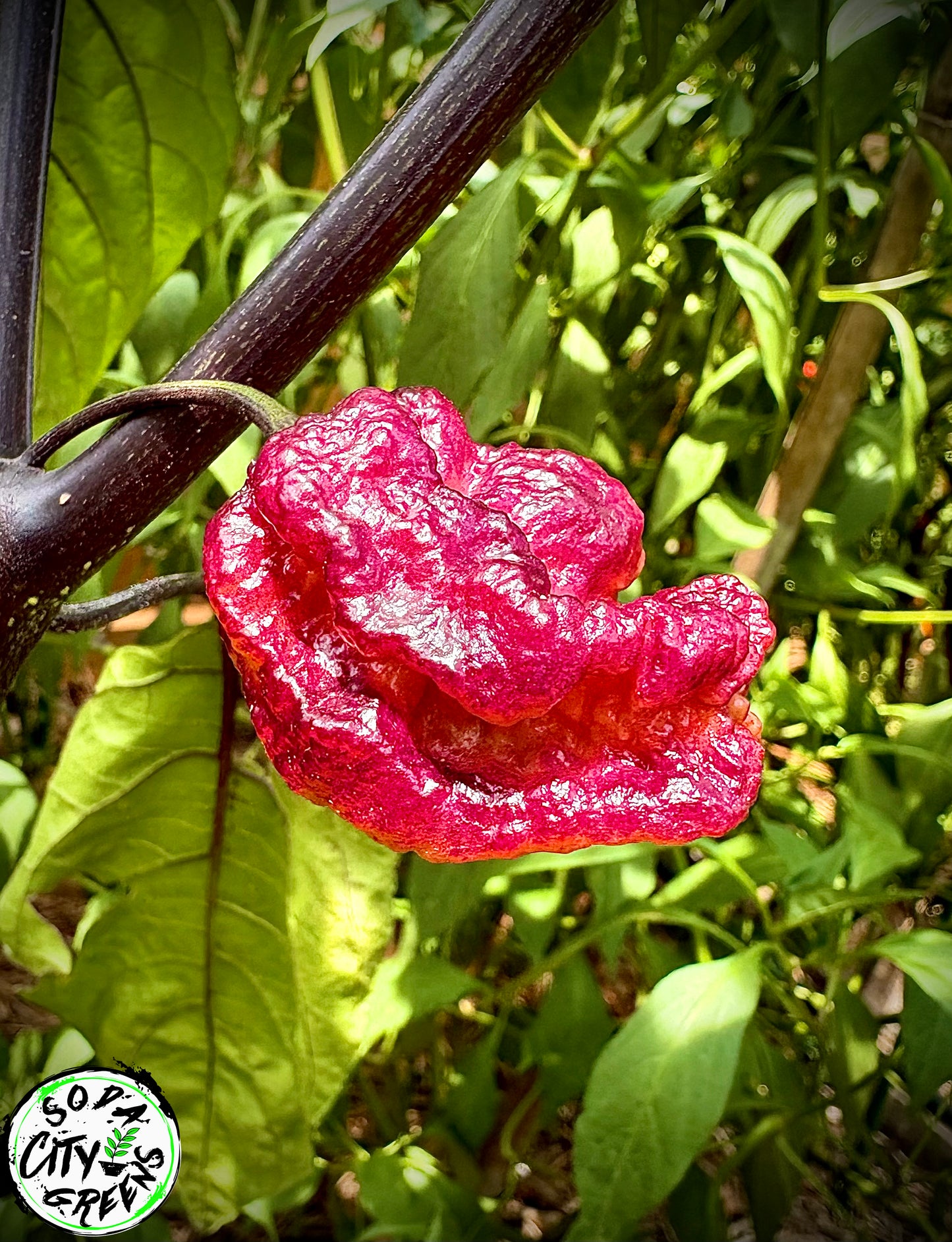 Black Sharknado T-E Pepper Seeds
