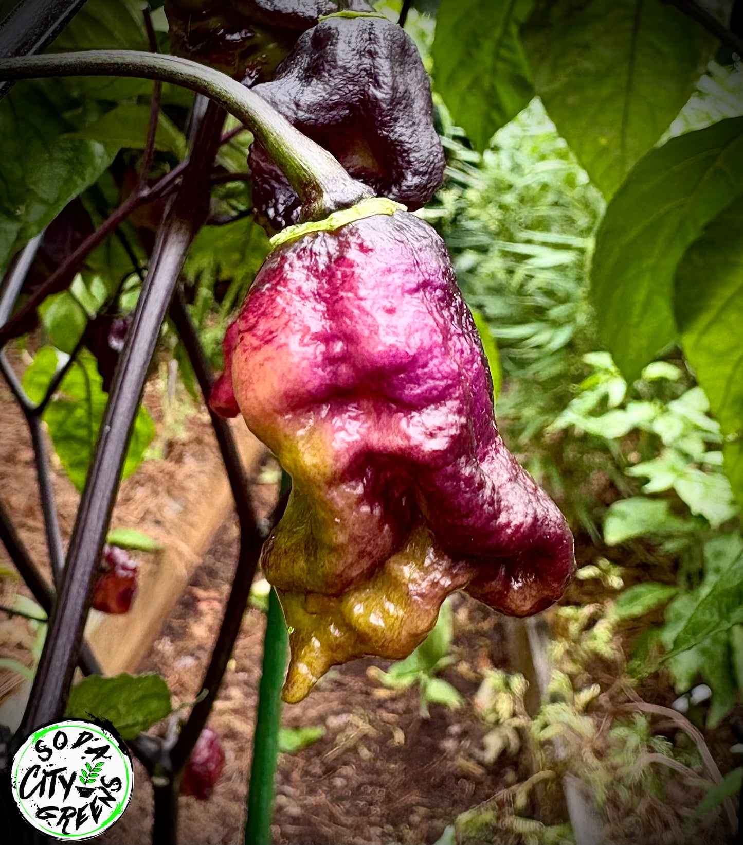 Black Sharknado T-E Pepper Seeds