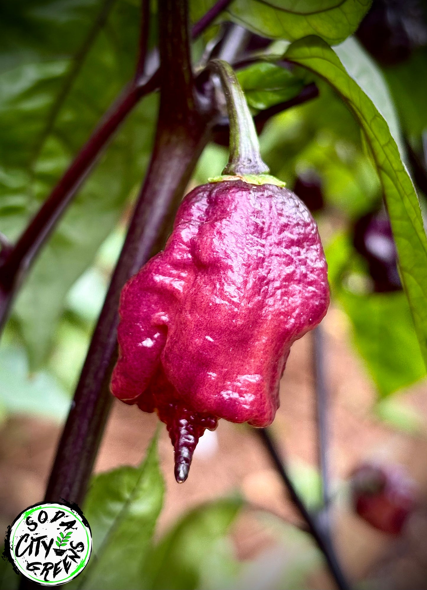 Black Sharknado T-E Pepper Seeds