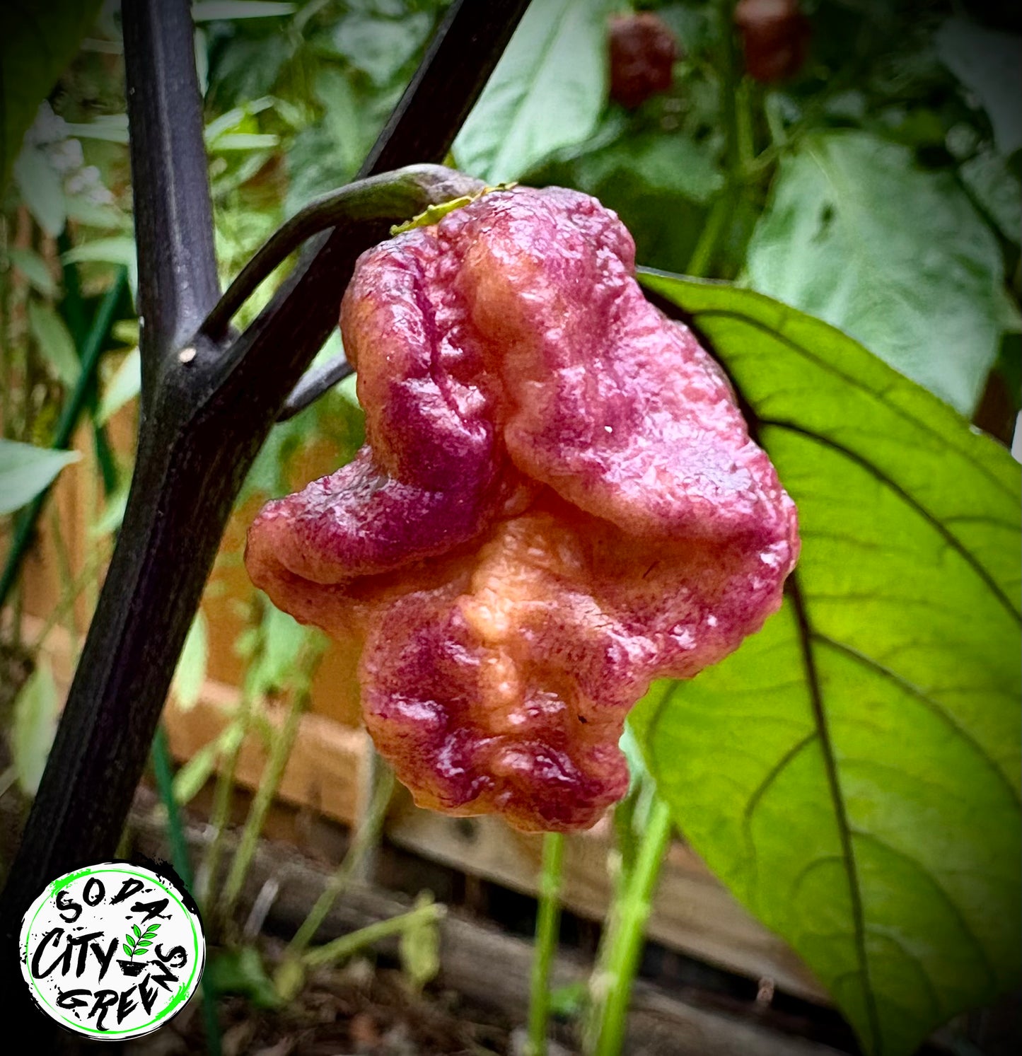 Black Sharknado T-E Pepper Seeds