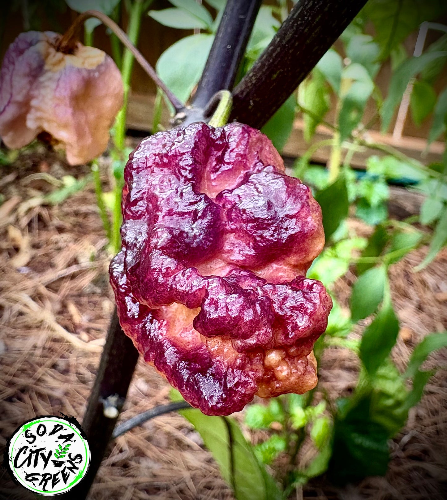 Black Sharknado T-E Pepper Seeds