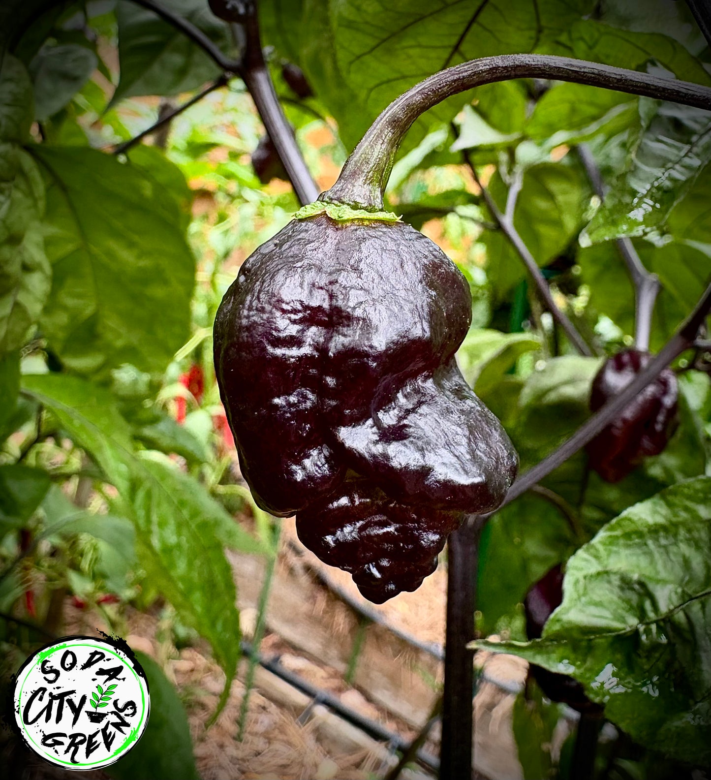 Black Sharknado T-E Pepper Seeds
