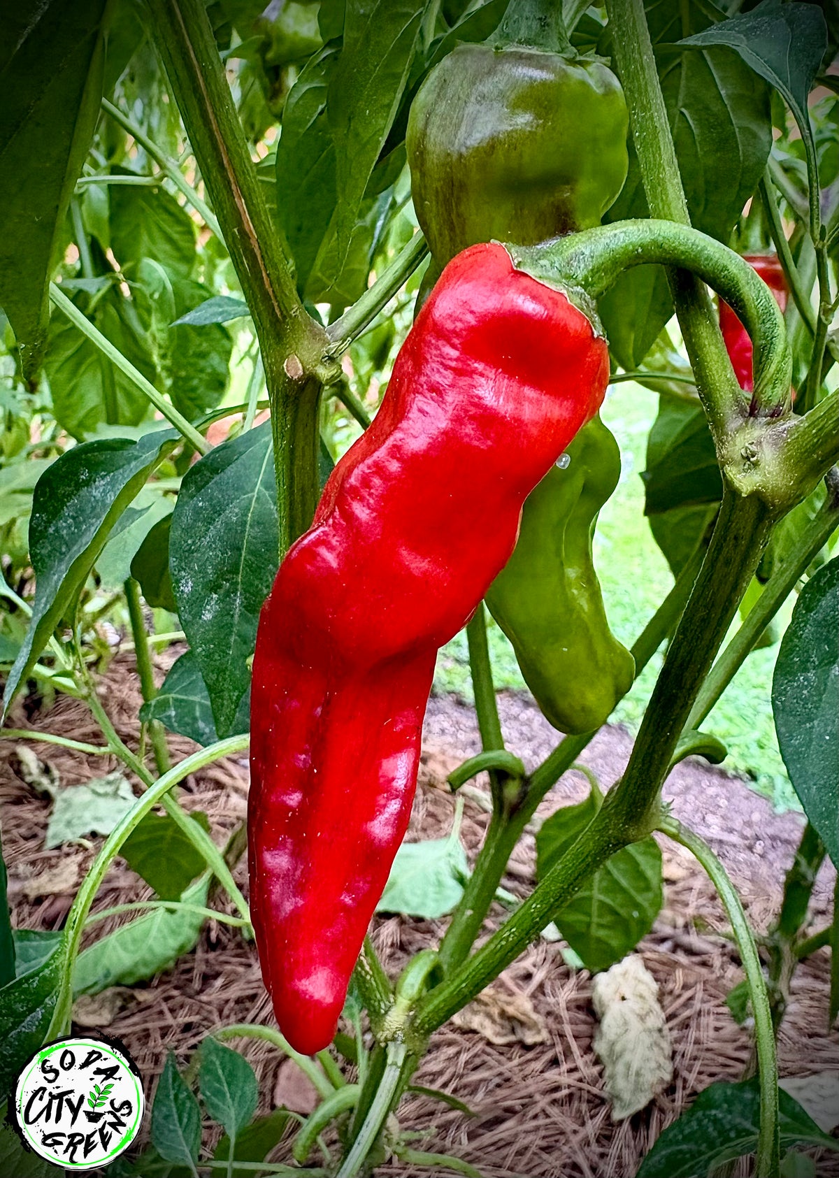 Shishito Twist Pepper Seeds