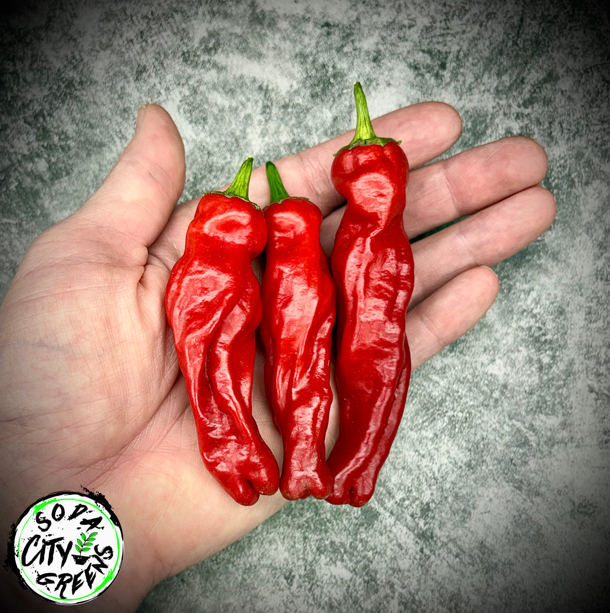 Shishito Twist Pepper Seeds